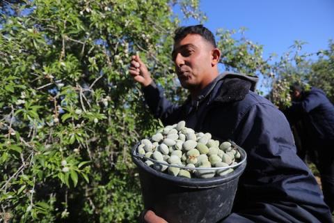موسم حصاد اللوز الأخضر في قطاع غزة