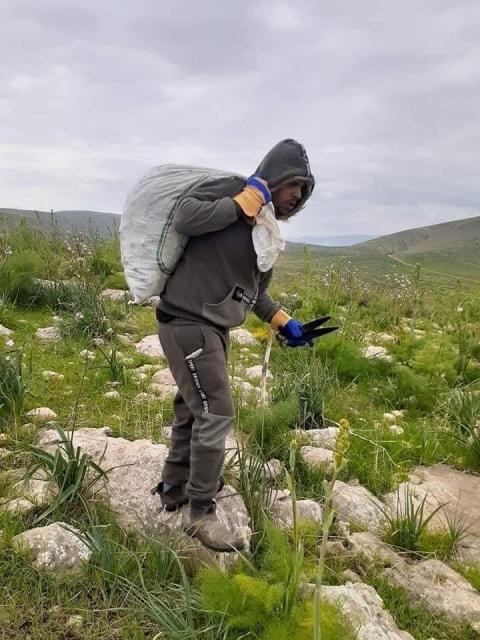 العكوب في فلسطين.jpg