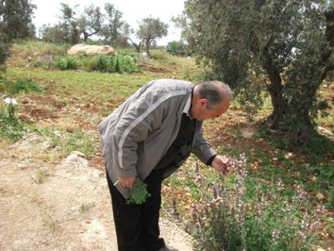 بنان الشيخ خبير التنوع الحيوي وتصنيف النبات.jpg