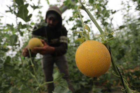 بالصور حصاد الشمام.. موسم افتتاح فواكه الصيف في مدينة غزة