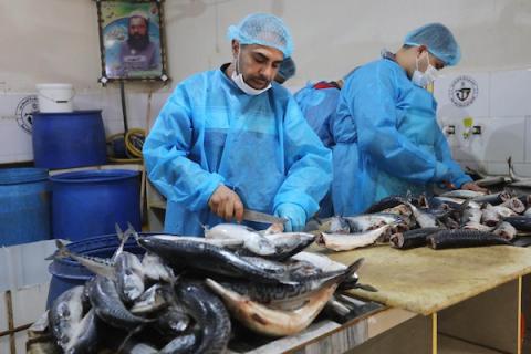 فلسطينيون يعدون الرنجة المدخنة