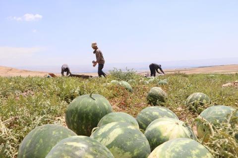 مزارعون يقطفون ثمار البطيخ في قرية العوجا