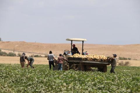 مزارعون يقطفون ثمار الشمام في قرية العوجا شمال مدينة اريحا