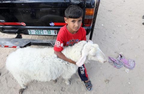 مربي الماشية في غزة