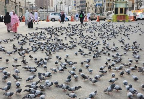 حجاج بيت الله الحرام يطعمون الحمام في رحاب الكعبة المشرفة بمدينة مكة المكرمة.jpg