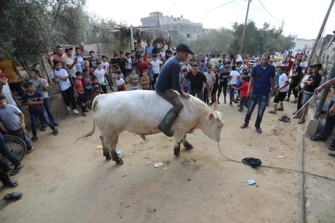 اضاحي.jpg