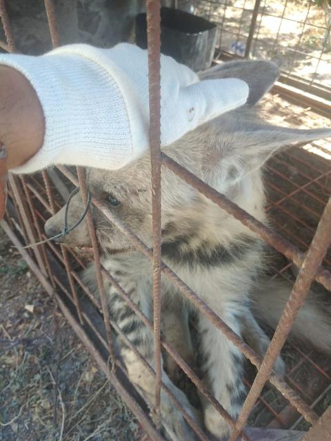 سلطة جودة البيئة تضبط أنثى ضبع مخطط من أحد المواطنين في بلدة بيت عوا الخليل