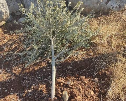 مستوطنون يقطعون أشجار زيتون في كفر الديك غرب سلفيت.jfif