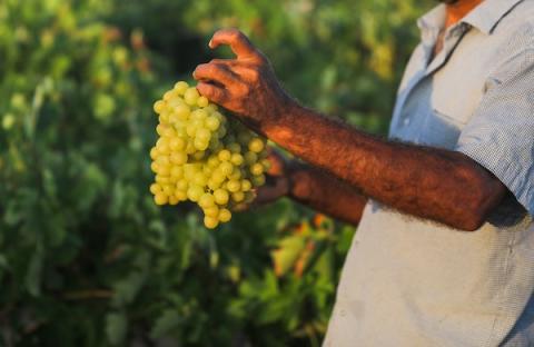 مزارعون فلسطينيون يقطفون العنب خلال موسم الحصاد في مدينة غزة