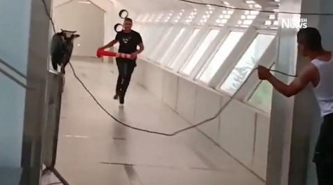 ثور يقتحم مصرفا في إسرائيل.jpg
