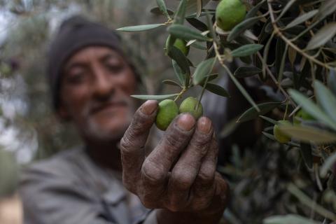 مزارعون مصريون يقطفون الزيتون خلال موسم الحصاد في قرية القطا في محافظة الجيزة