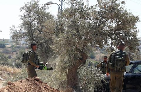 جنود إسرائيليون يقطعون أشجار الزيتون في أراضي الفلسطينيين في قرية نعلين بالقرب من مدينة رام الله