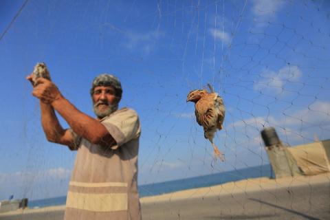 فلسطينيون يصطادون طير السمان (الفر) على سواحل بحر خان يونس جنوب قطاع غزة.jpg