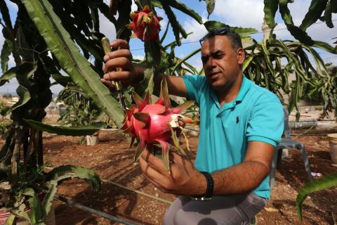 مزارع فلسطيني يقطف ثمار فاكهة التنين في مزرعته في طوباس