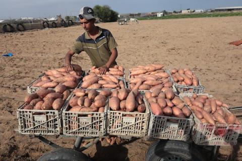 حصاد البطاطا الحلوة في خان يونس جنوب قطاع غزة
