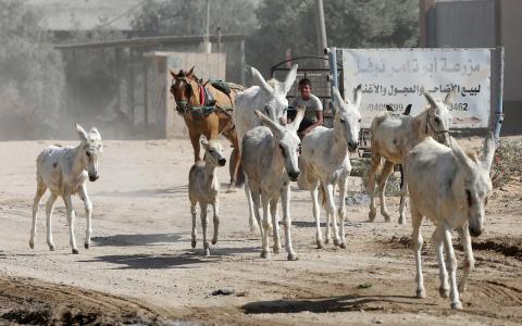 منع توريد الحمير إلى غزة 22.jpg