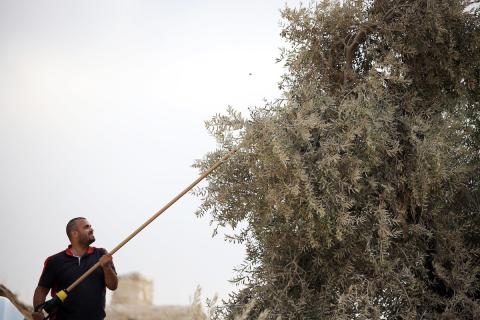 اهالي بلدة سلوان شرق مدينة القدس المحتلة يقطفون الزيتون بعد دعوات من السلطات الاسرائيلية للاستيلاء على الاراضي وجني محصول الزيتون من المستوطنين 12.jpg