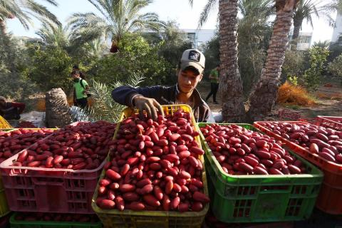موسم شحيح للمرة الأولى منذ 50 عاماً .. التغير المناخي يلقي بظلاله السلبية على موسم حصاد البلح في قطاع غزة