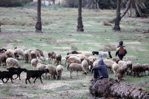 رعاة أغنام فلسطينيون يرعون أغنام داخل حقل في مدينة الزهراء وسط قطاع غزة خلال طقس عاصف