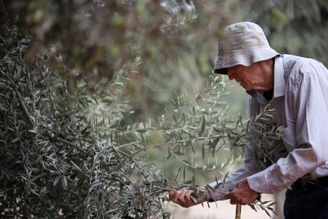 شرطة الاحتلال الإسرائيلي تمنع المواطنين الفلسطينيين من قطف الزيتون في سلوان بمدينة القدس
