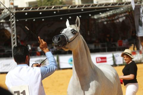 متسابقون يشاركون في مسابقة جمال الخيل العربي الأصيل في مدينة الخليل