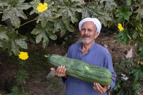 زراعة الليف بمصر مصدر رزق للمزارعين 4.jpg