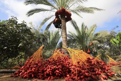 التغير المناخي يلقي بظلاله السلبية على موسم حصاد البلح في قطاع غزة 67.jpg