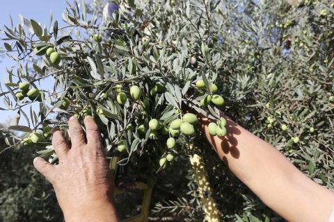 موسم حصاد الزيتون في غزة.jpg