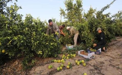 إنتاج وفير في حمضيات غزة... وآمال بتصديرها إلى الأسواق العربية