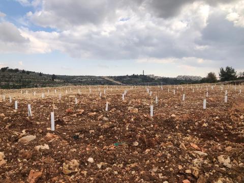 طقس فلسطين: لا تغير على درجات الحرارة حتى الاثنين المقبل