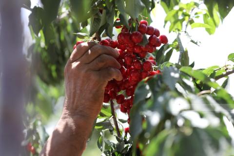 انتاج فاكهة الوشنة في دورا جنوب الخليل.jpg
