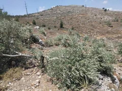 اقتلاع وتكسير 258 غرسة زيتون غرب سلفيت