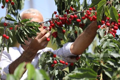 انتاج فاكهة الوشنة في دورا جنوب الخليل.jpg