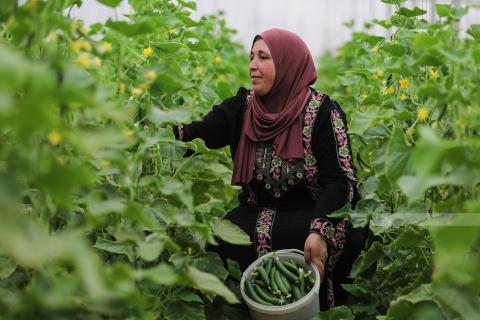 نساء جمعية دورا التعاونية، يقطفن ثمار الخيار من البيوت البلاستيكية الزراعية التابعة للجمعية في دورا جنوب الخليل.jpg