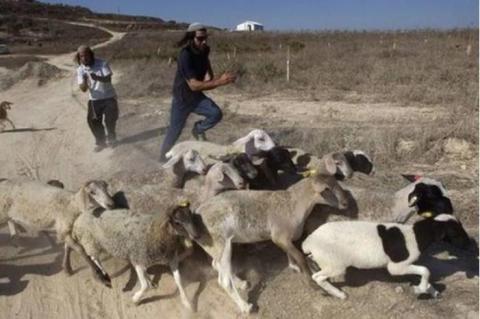 إصابة 3 مواطنين في اعتداءات شمال غرب أريحا وتصوير منازل وكهوف في مسافر يطا