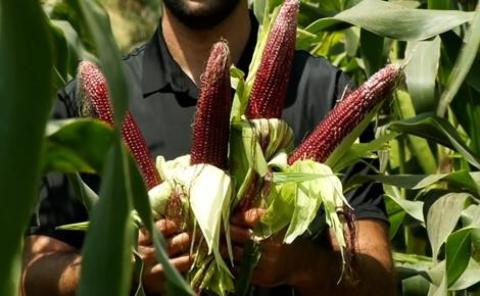 بالفيديو زراعة الذرة الحمراء.. التجربة الأولى من نوعها في غزة والتي تكللت بالنجاح