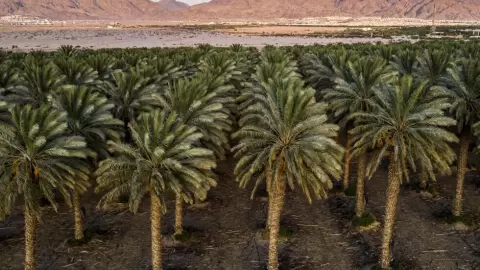 مزرعة نخيل يتم ريها باستخدام مزيج مزيج من المياه الجوفية ومياه الصرف الصحي المعاد تدويرها - مناحيم كاهانا - FP.webp