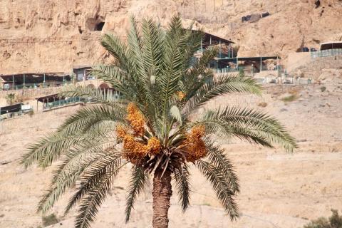 فلسطينيون خلال حصادهم البلح الأًصفر.jpg