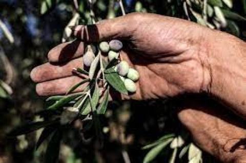 الزيتون الفلسطيني.jpg