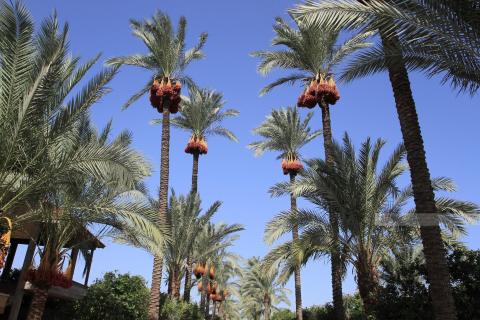 مزراعون يقطفون ثمار البلح في قطاع غزة