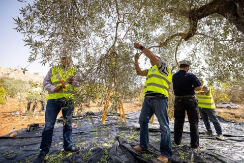 موسم قطاف الزيتون يتواصل بالقدس في إطار حملة «عونة 2023» بتمويل من وكالة بيت مال القدس الشريف