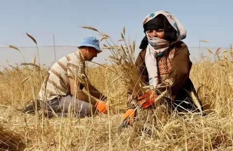 زوجان فلسطينيان يجمعان القمح خلال موسم الحصاد في مزرعة بخان يونس جنوب قطاع غزة 24 مايو 2023 (رويترز).webp