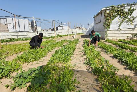 مزارعون فلسطينيون يحرثون ويزرعون أراضيهم شرق خان يونس، بالقرب من خط التماس الأصفر، في محاولة لاستئناف العمل الزراعي بعد اتفاق وقف إطلاق النار