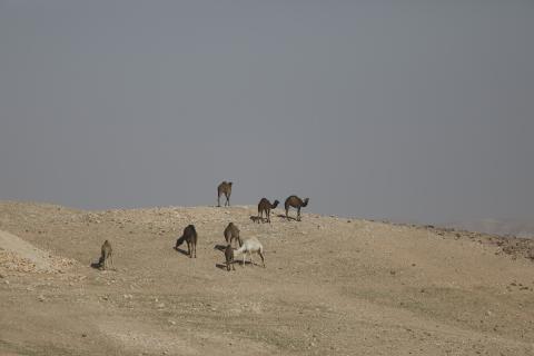 قطيع من الإبل يرعى بسلام في الجبال والمناطق الصحراوية جنوب الخليل، مشهد طبيعي يعكس بساطة حياة البدو وجمال الصحراء، 26 يناير 2026. تصوير: مأمون وزواز