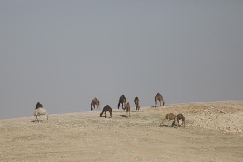 قطيع من الإبل يرعى بسلام في الجبال والمناطق الصحراوية جنوب الخليل، مشهد طبيعي يعكس بساطة حياة البدو وجمال الصحراء، 26 يناير 2026. تصوير: مأمون وزواز