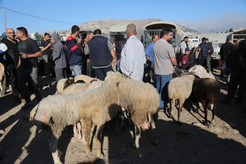 فلسطينيون يتسوقون الأغنام والماعز في سوق للمواشي بمدينة نابلس بالضفة الغربية، قبيل عيد الأضحى، 25 مايو/أيار 2026. تصوير: محمد ناصر