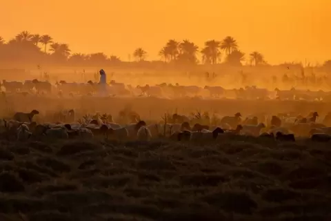 راعٍ عراقي يقود قطيعاً من الأغنام مع غروب الشمس في بلدة مشخاب العراقية جنوب النجف (أ.ف.ب).webp