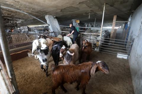 الفلسطيني جمال النادي يرعى أغنامه وماعزه بين أنقاض منزله المدمر في حي الزيتون شرق مدينة غزة، في 21 مايو/أيار 2026، محاولا الحفاظ على مصدر رزقه قبل عيد الأضحى.  صورة: بلال أسامة.