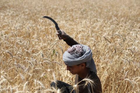 مزارعون فلسطينيون يحصدون القمح بالطرق التقليدية شرق دير البلح وسط قطاع غزة، في 20 أيار/ مايو 2026، وسط الحرب والحصار ونقص حاد في الغذاء والإمدادات الأساسية. تصوير: حسن الجديدي.