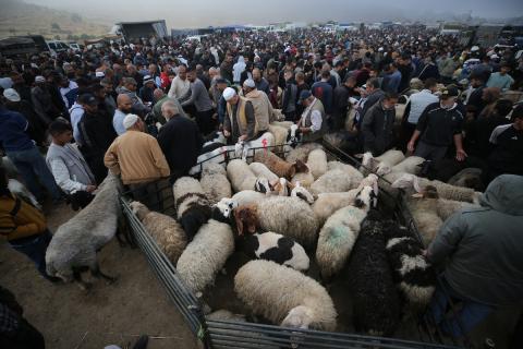 تجمّع الفلسطينيون في سوق للمواشي في الخليل، جنوب الضفة الغربية المحتلة، في 22 مايو/أيار 2026، لشراء وبيع الأغنام استعدادًا لعيد الأضحى.صورة: مأمون وزواز